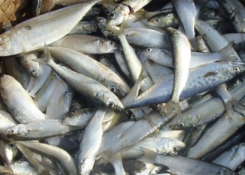 El sector pesquero valenciano necesita ayuda para “sobrevivir” a las normativas europeas