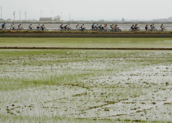 Alfafar presume de arroces
