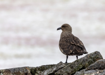 Confirman la presencia por primera vez en la Antártida del virus de la Gripe Aviar Altamente Patogénica