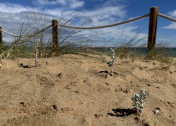 Recuperación de las dunas en Torrevieja: Un paso hacia la preservación del medio ambiente costero