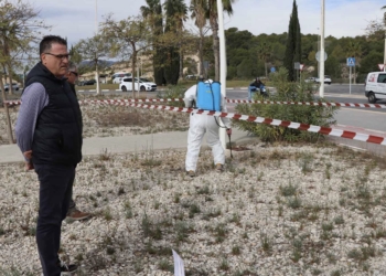 Benidorm prueba un novedoso sistema natural para combatir las malas hierbas