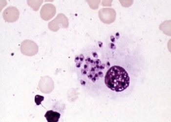 El grupo Zendal lanza al mercado la vacuna desarrollada por el CSIC contra la leishmaniasis canina