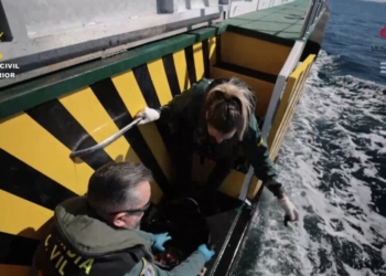 La Guardia Civil y el Museo del Mar de Santa Pola ponen en libertad a más de 2.400 animales marinos