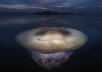 El Museo del Mar de Santa Pola presenta una exposición del prestigioso fotógrafo submarino Ángel Fitor