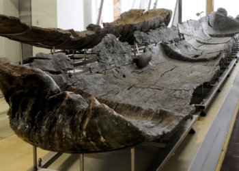 Las primeras embarcaciones neolíticas en el Mediterráneo