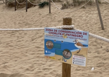 Comienza la campaña de protección del Chorlitejo Patinegro en la playa de La Mata