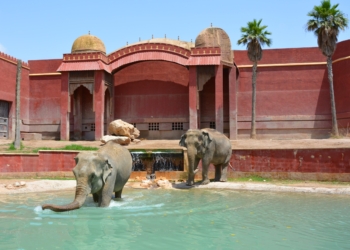 Explora la vida salvaje de Terra Natura