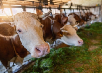 «Según la gravedad, los animales mueren en una semana o superan la enfermedad»