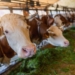 «Según la gravedad, los animales mueren en una semana o superan la enfermedad»