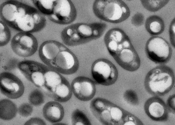 Diseñan factorías bacterianas para producir bioplásticos