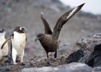 Un equipo científico internacional identifica la dispersión de la gripe aviar de alta patogenicidad a través de la región de la Península Antártica