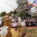 L’Alfàs del Pi, La Nucía y Altea celebran el Día de Sant Vicent