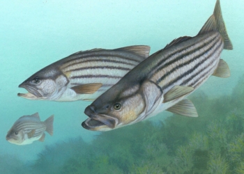 Investigadores de la UMH analizan cómo las futuras olas de calor impactarán en la dorada y la lubina