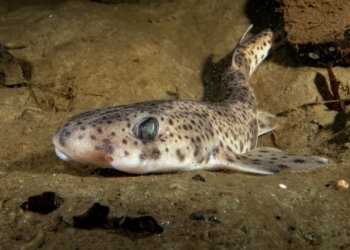 Casi la mitad de las especies de interés pesquero del Mediterráneo han cambiado su distribución en los últimos 20 años