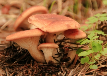 Por los recovecos de nuestros bosques