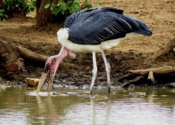 Un estudio pionero resalta la importancia de la carroña y los carroñeros en los humedales a escala mundial