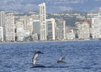 Medio Ambiente registra 31 contactos con delfines durante 2023 en el entorno del parque natural de Serra Gelada