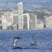 Medio Ambiente registra 31 contactos con delfines durante 2023 en el entorno del parque natural de Serra Gelada