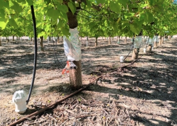 Investigadores de la UMH trabajan en un cultivo de albaricoques de alta calidad que requiera menos agua para su riego