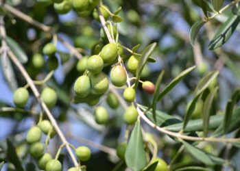 Las más caras perlas vegetales