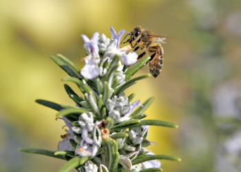 Terra Natura Benidorm impulsa la protección de las abejas melíferas y otros polinizadores
