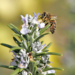 Terra Natura Benidorm impulsa la protección de las abejas melíferas y otros polinizadores