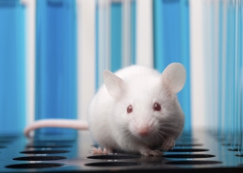 Identifican un grupo de pequeñas moléculas necesarias para la determinación del sexo en mamíferos