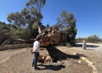 Se desploma de madrugada por causas desconocidas el emblemático pino de Ferrusa