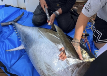 Nuevo éxito de la Scientific Angler Tagging Tour Santa Pola con diez atunes marcados para su seguimiento científico