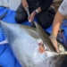 Nuevo éxito de la Scientific Angler Tagging Tour Santa Pola con diez atunes marcados para su seguimiento científico