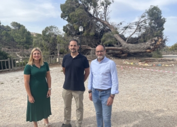 Petrer impulsa la reproducción del histórico pino de Ferrusa