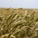 La miel, el grano y los panes