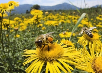 València mima a sus abejas
