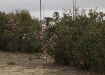 Elche creará un gran cinturón verde con la plantación de 10.000 árboles en la Ronda Sur