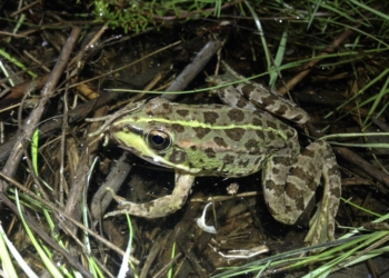 La desecación de las lagunas arrincona a los anfibios de Doñana