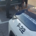 La Policía Local de Petrer intensifica el control de los perros en la vía pública