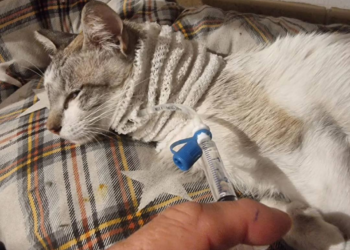 Se incrementa el control sobre las colonias felinas existentes