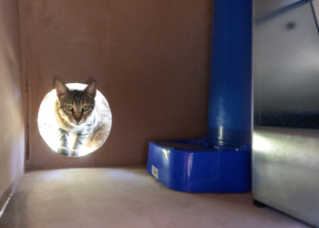 Gatos sanos e integrados en la ‘city’