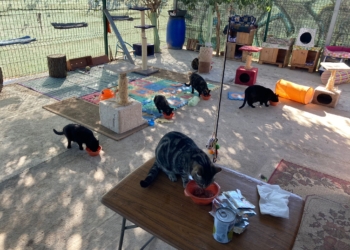 La historia de ‘la vieja de los gatos’