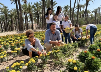 Elche recupera la tradición de plantar tagetes en huertos históricos para la Batalla de Flores