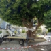 Benidorm poda el icónico ficus de la Plaza de la Hispanidad para garantizar la seguridad