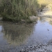 Petrer interviene con un aporte de 8.000 litros de agua en una poza para salvar al cachuelo valenciano