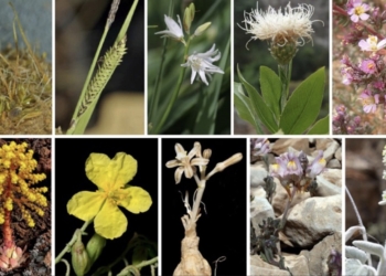 Investigadores de la UA describen 11 de las 40 nuevas de plantas descubiertas por botánicos españoles en 2023