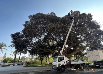 Parques y Jardines concluye la poda del ficus monumental junto a las Torres de Serrans