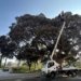 Parques y Jardines concluye la poda del ficus monumental junto a las Torres de Serrans
