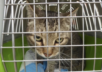 La Diputación concede una subvención de 4.285 euros para la “Esterilización de Gatos callejeros”