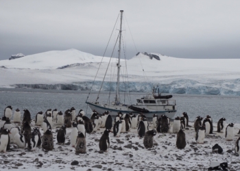 Se confirma que la dispersión de la gripe aviar de alta patogenicidad en la Antártida es mayor de lo esperado