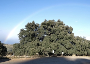 La Comunitat Valenciana es la primera autonomía con más árboles monumentales protegidos de España
