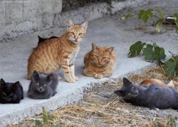 Bienestar animal recibe una subvención de la Diputación de Alicante para la esterilización de gatos de colonias felinas