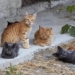 Bienestar animal recibe una subvención de la Diputación de Alicante para la esterilización de gatos de colonias felinas